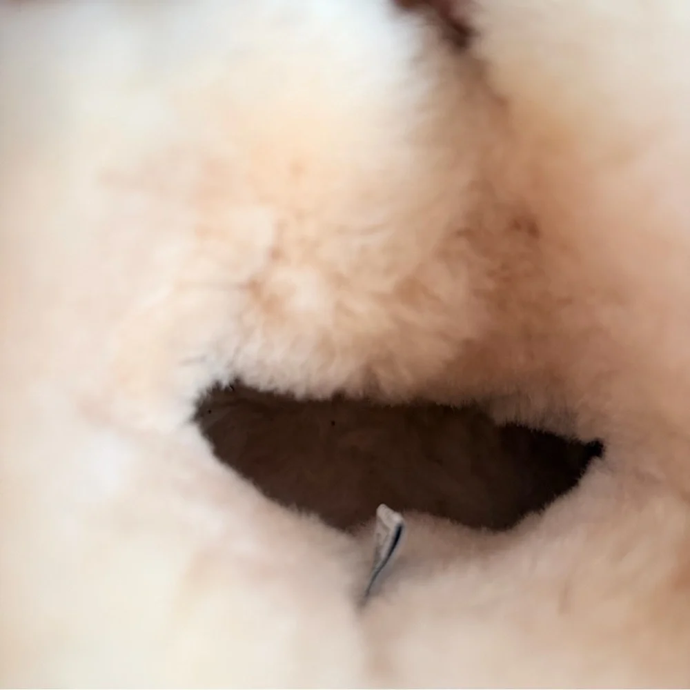 BearPaw Women's Rosie Short Winter Boots | US 9 - Picture 9 of 11